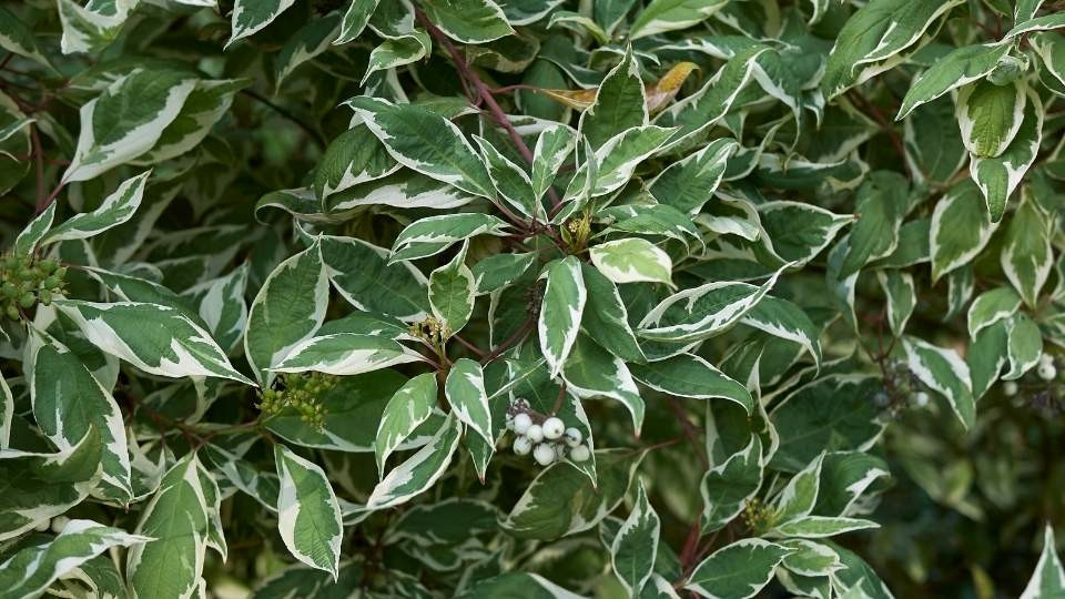Fehértarka levelű fehérsom - Cornus alba 'Elegantissima' - Konténeres