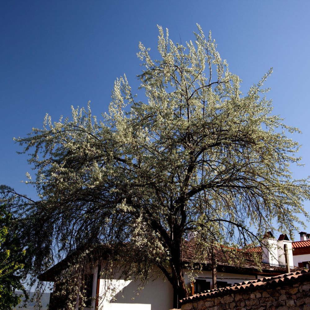 Keskenylevelű ezüstfa - Elaeagnus angustifolia - Konténeres