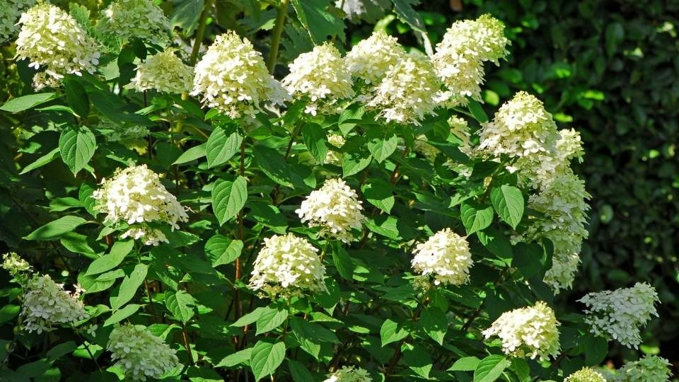 Fehérvirágú cserjés hortenzia - Hydrangea paniculata 'Limelight' - Konténeres