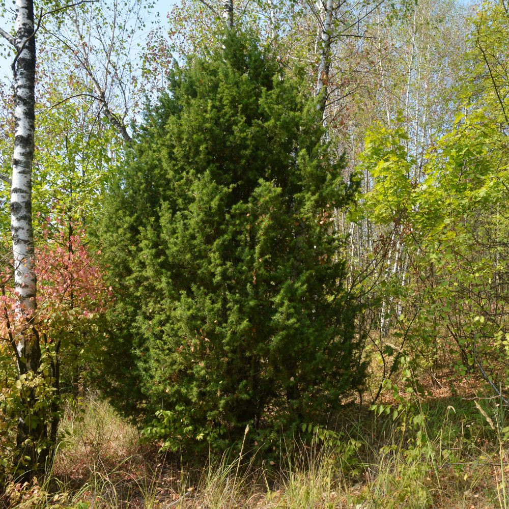 Közönséges boróka - Juniperus communis - Konténeres