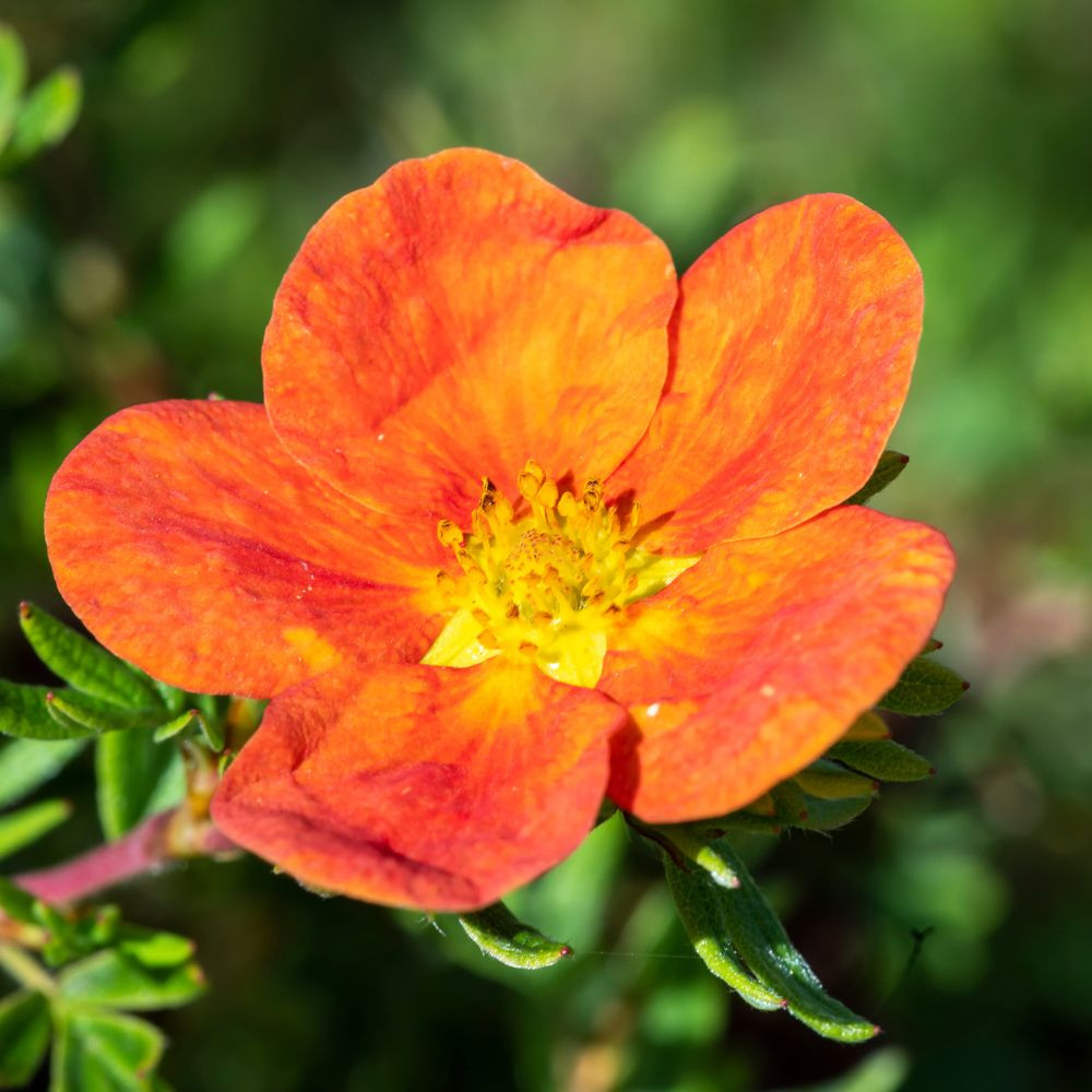 Narancspiros virágú cserjéspimpó - Potentilla fruticosa 'Red Ace' - Konténeres
