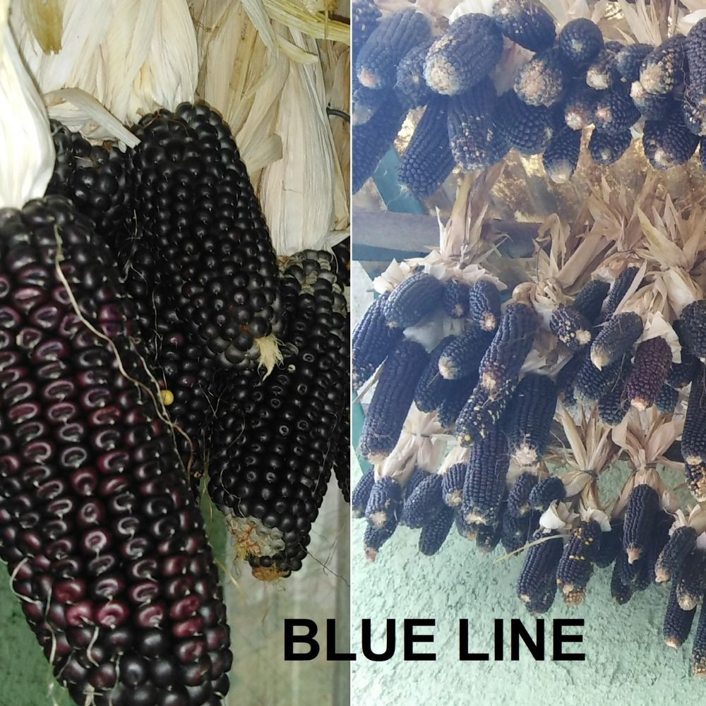 Blue Line kék kukorica mag (12 g)
