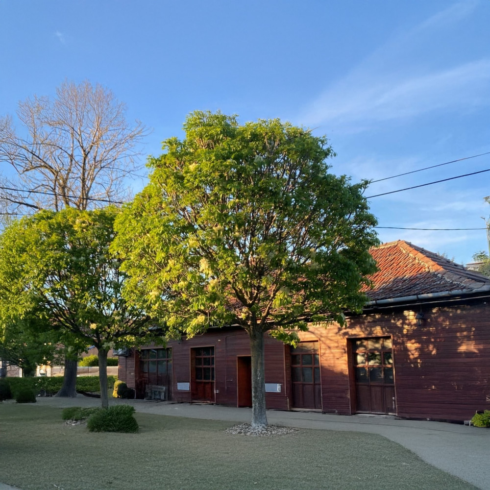 Gömbkőris 'Mecsek' - Fraxinus ornus 'Mecsek' - Konténeres