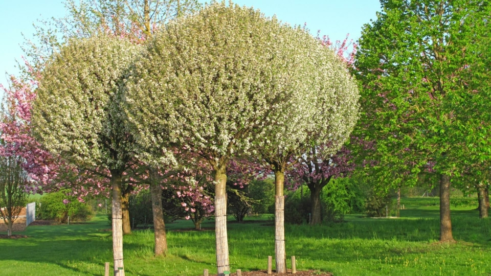 Gömb csepleszmeggy - Prunus fruticosa 'Globosa' - Konténeres
